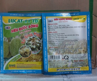 lucat-11-td